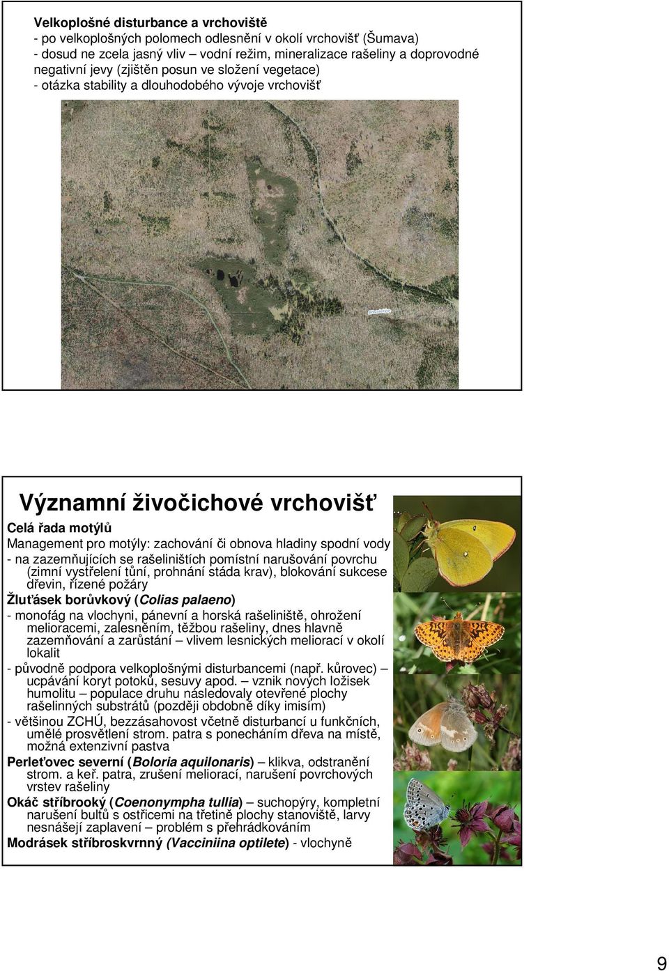 na zazemňujících se rašeliništích pomístní narušování povrchu (zimní vystřelení tůní, prohnání stáda krav), blokování sukcese dřevin, řízené požáry Žluťásek borůvkový (Colias palaeno) - monofág na