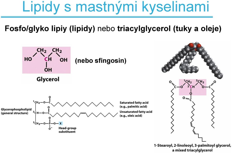 lipiy (lipidy) nebo