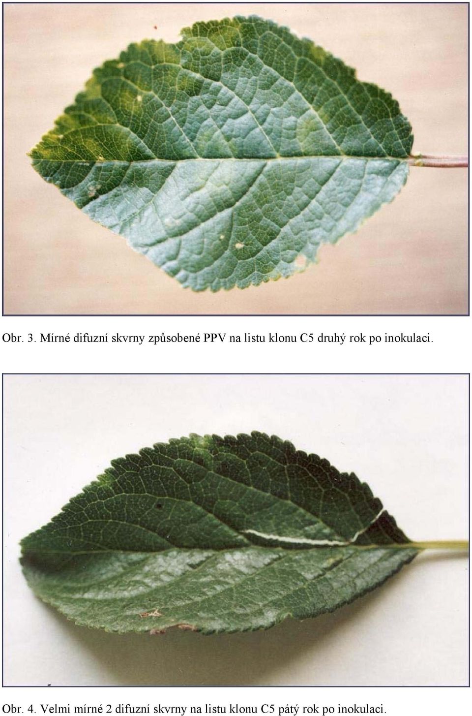 listu klonu C5 druhý rok po inokulaci.