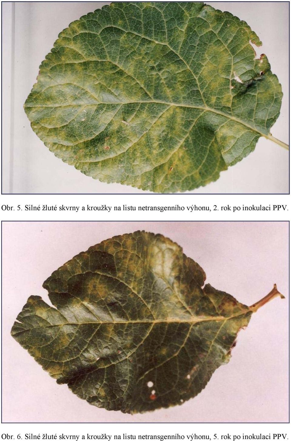 netransgenního výhonu, 2. rok po inokulaci PPV.
