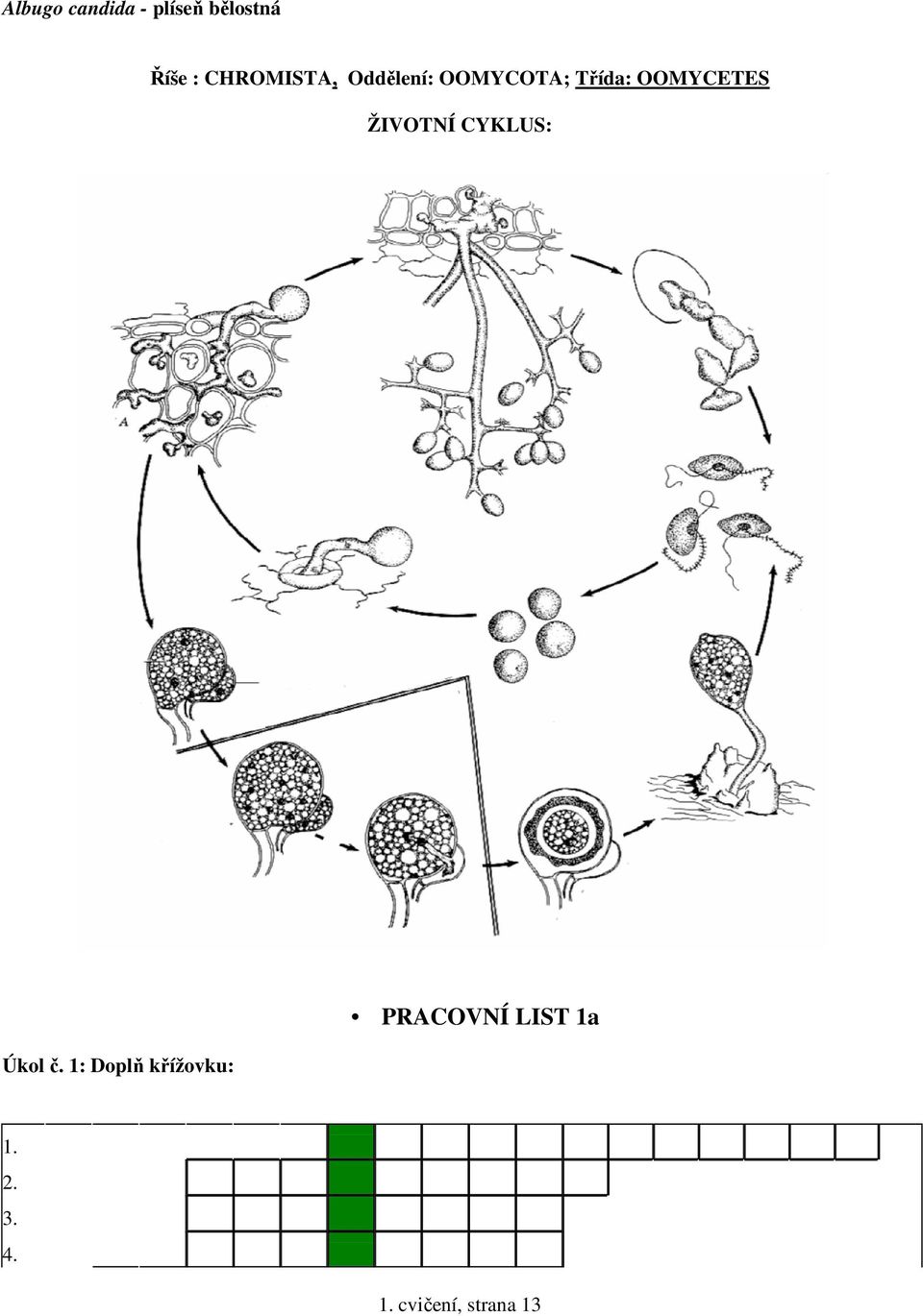 OOMYCETES ŽIVOTNÍ CYKLUS: Úkol č.