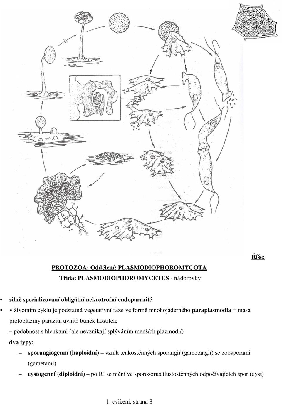 hostitele podobnost s hlenkami (ale nevznikají splýváním menších plazmodií) dva typy: sporangiogenní (haploidní) vznik tenkostěnných