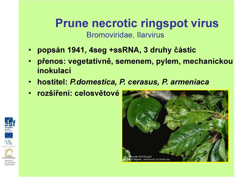 vegetativně, semenem, pylem, mechanickou inokulací