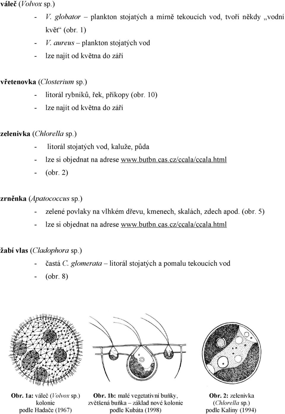 ) - litorál stojatých vod, kaluže, půda - (obr. 2) zrněnka (Apatococcus sp.) - zelené povlaky na vlhkém dřevu, kmenech, skalách, zdech apod. (obr. 5) žabí vlas (Cladophora sp.