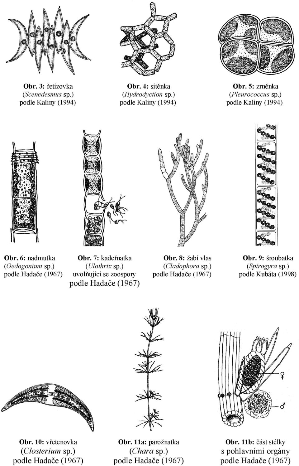 9: šroubatka (Oedogonium sp.) (Ulothrix sp.) (Cladophora sp.) (Spirogyra sp.