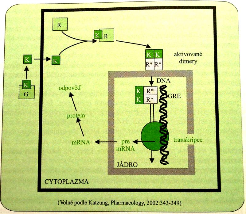 Syntéza a regulace sekrece Hlavní endogenní glukokortikoidy: Hydrokortison (kortisol) Syntetické glukokortikoidy: metylprednisolon, dexametazon, triamcinolon, fluocinolon, betametazon, prednizon,