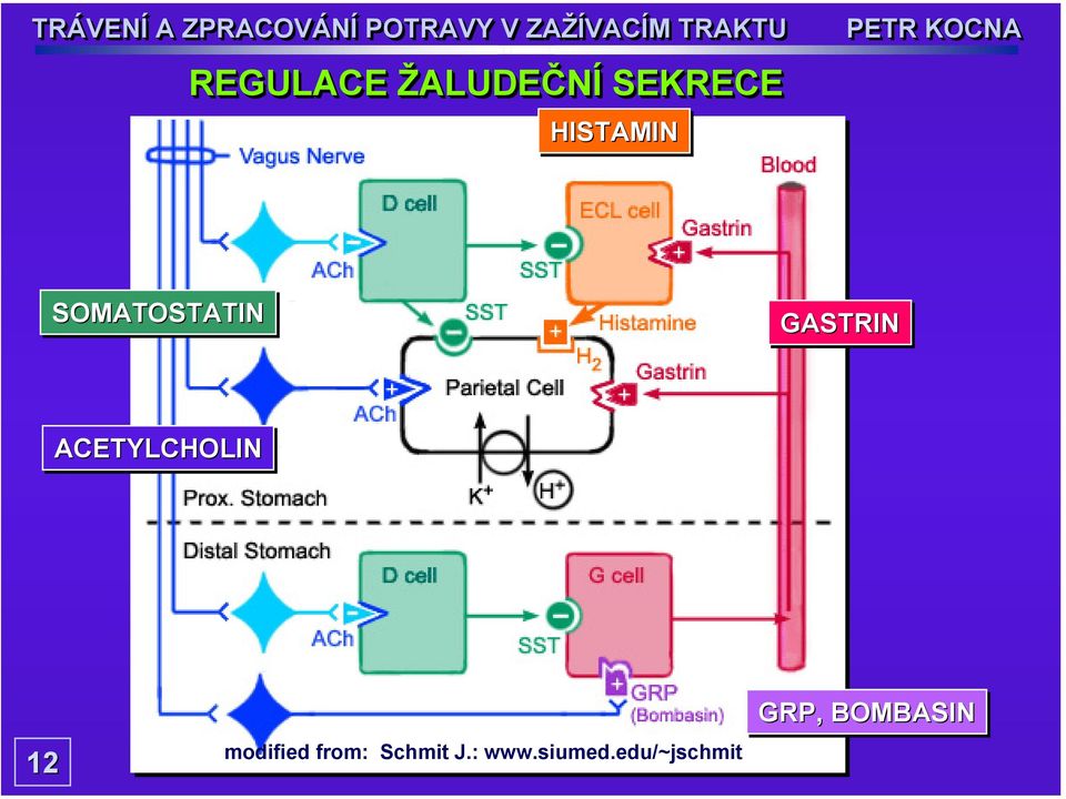 ACETYLCHOLIN 12 modified from: