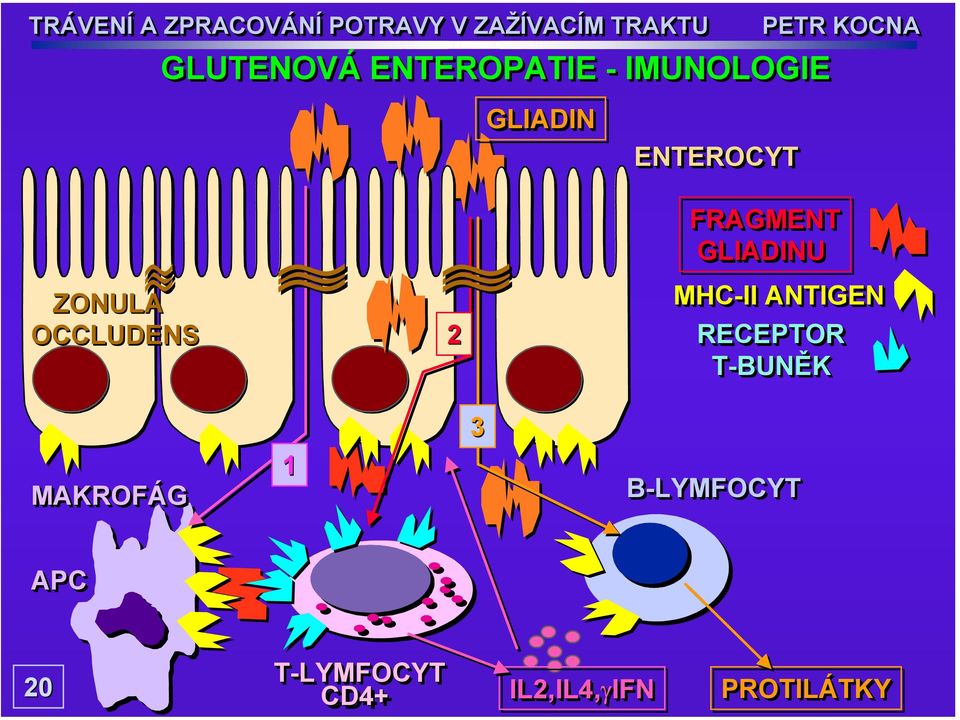 MHC-II ANTIGEN RECEPTOR T-BUNĚK 3 MAKROFÁG 1