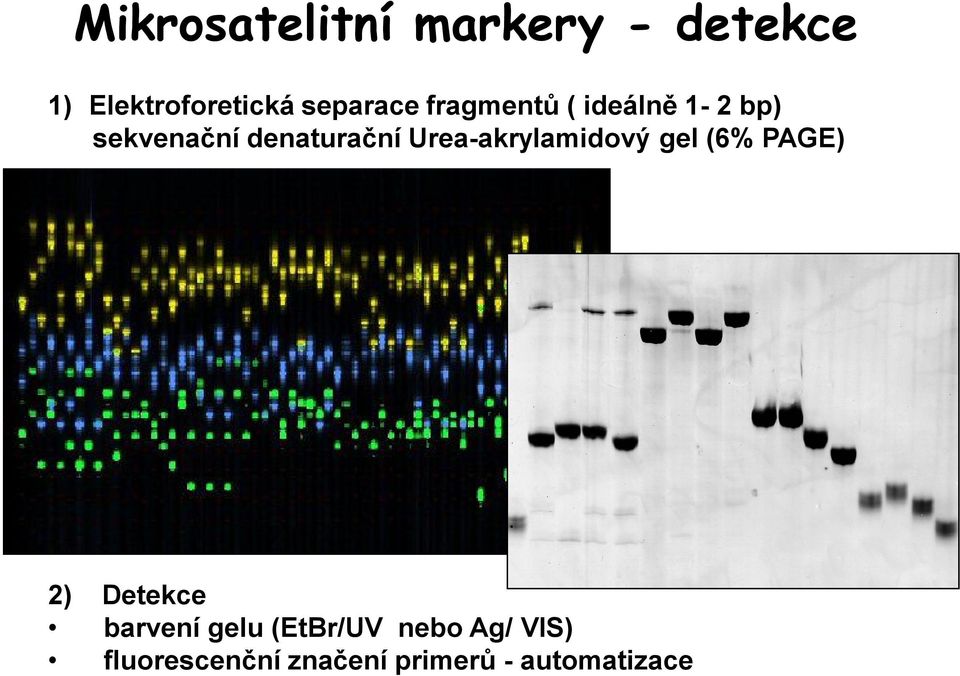 denaturační Urea-akrylamidový gel (6% PAGE) 2) Detekce