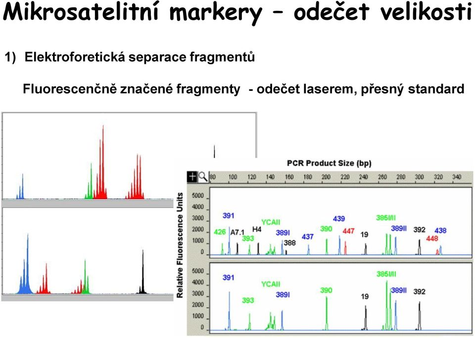 separace fragmentů Fluorescenčně