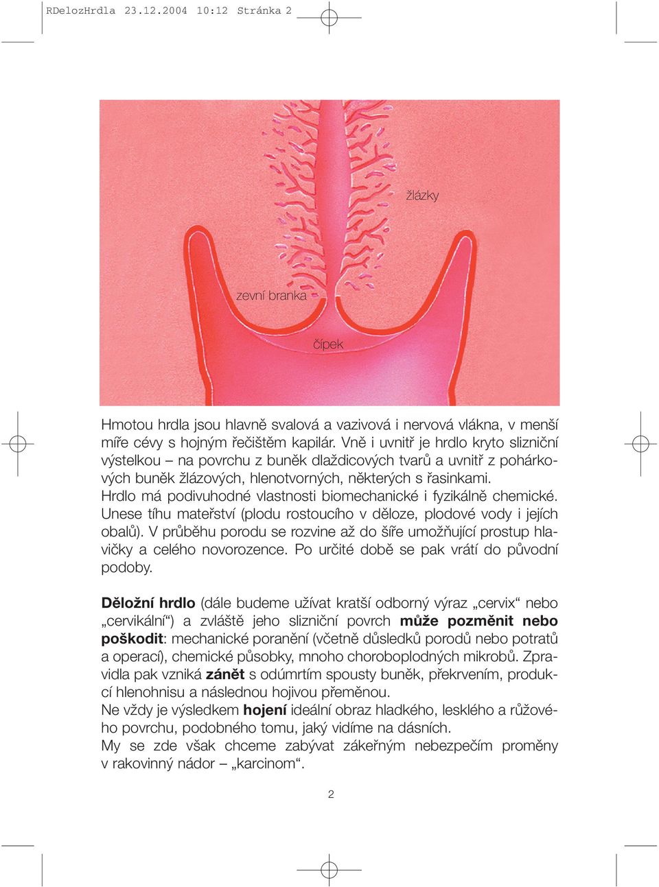 Hrdlo má podivuhodné vlastnosti biomechanické i fyzikálně chemické. Unese tíhu mateřství (plodu rostoucího v děloze, plodové vody i jejích obalů).