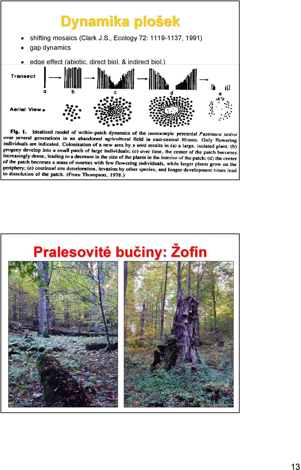 dynamics edge effect (abiotic, direct biol.