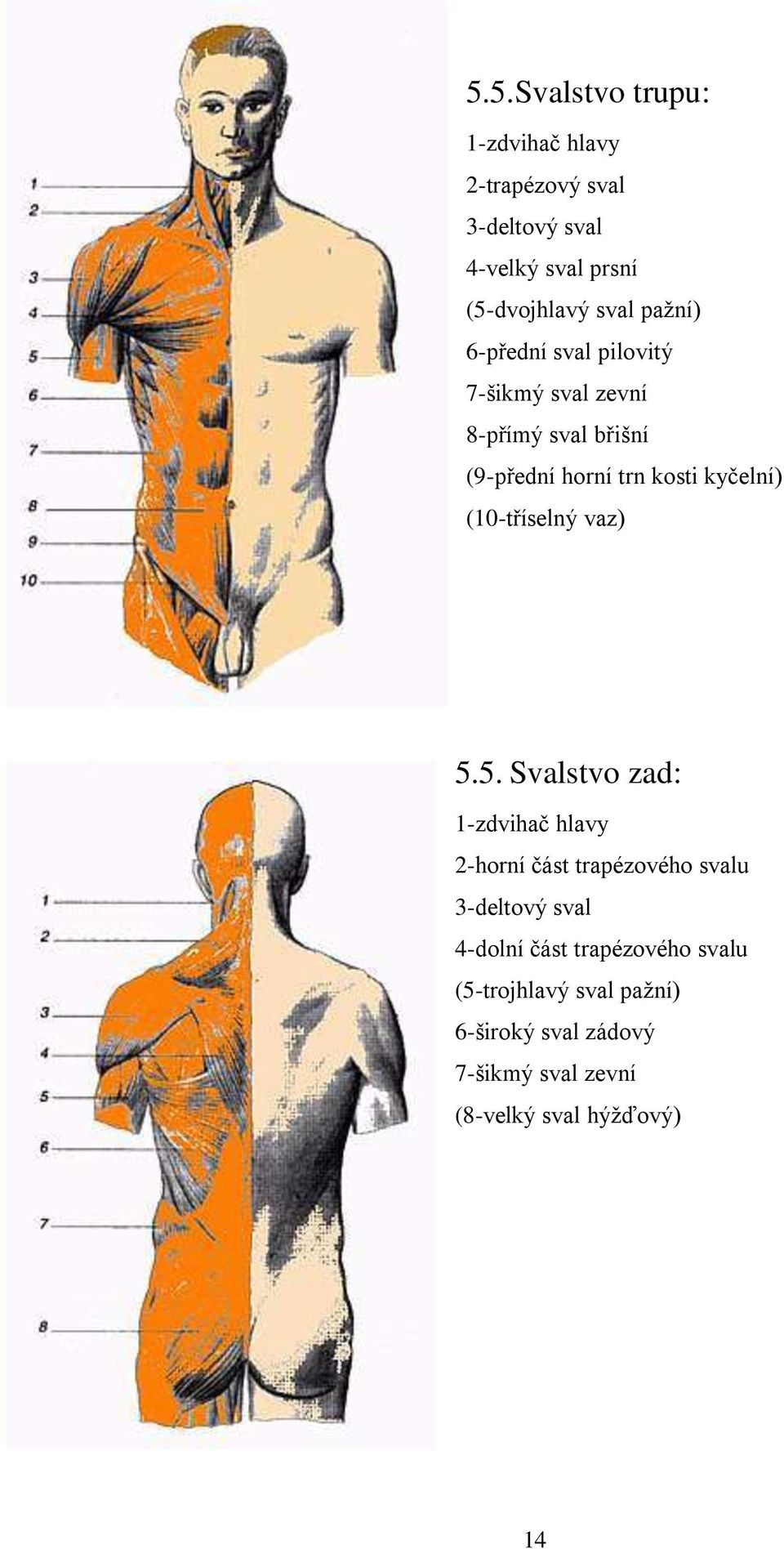 (10-tříselný vaz) 5.