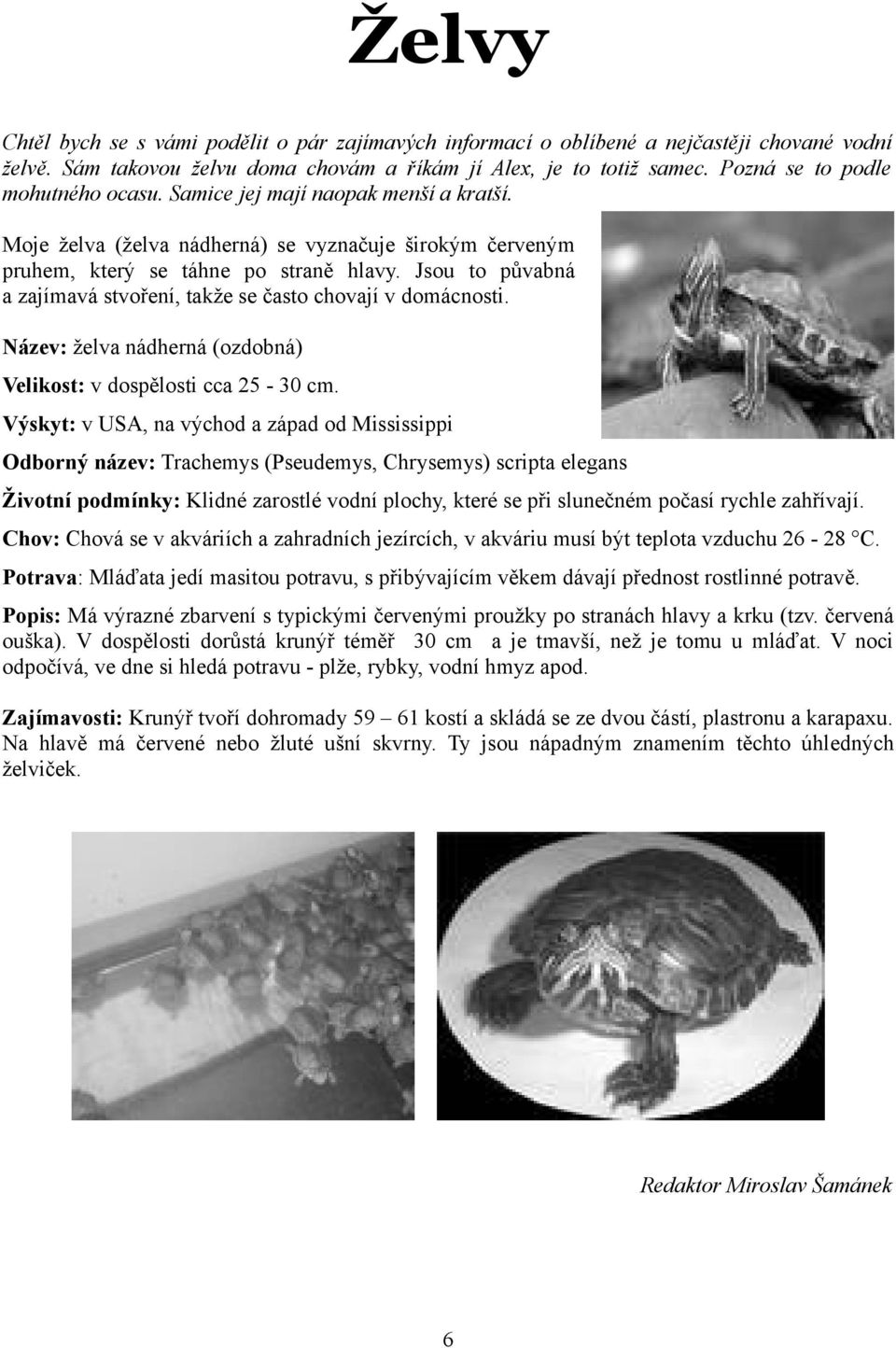 Jsou to půvabná a zajímavá stvoření, takže se často chovají v domácnosti. Název: želva nádherná (ozdobná) Velikost: v dospělosti cca 25-30 cm.