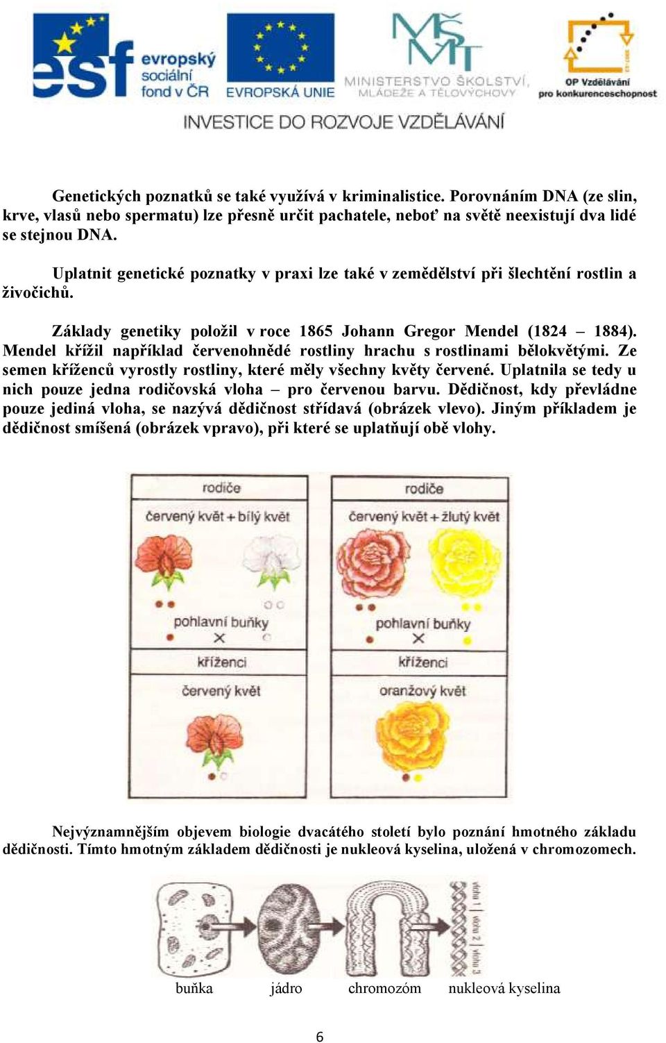 Mendel křížil například červenohnědé rostliny hrachu s rostlinami bělokvětými. Ze semen kříženců vyrostly rostliny, které měly všechny květy červené.