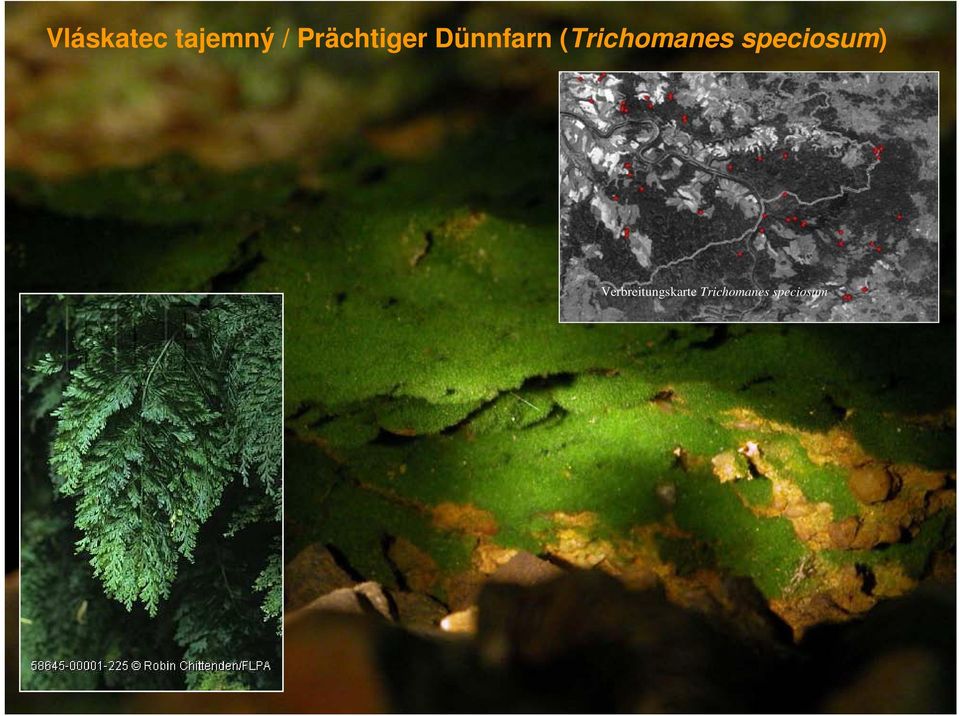 (Trichomanes speciosum)