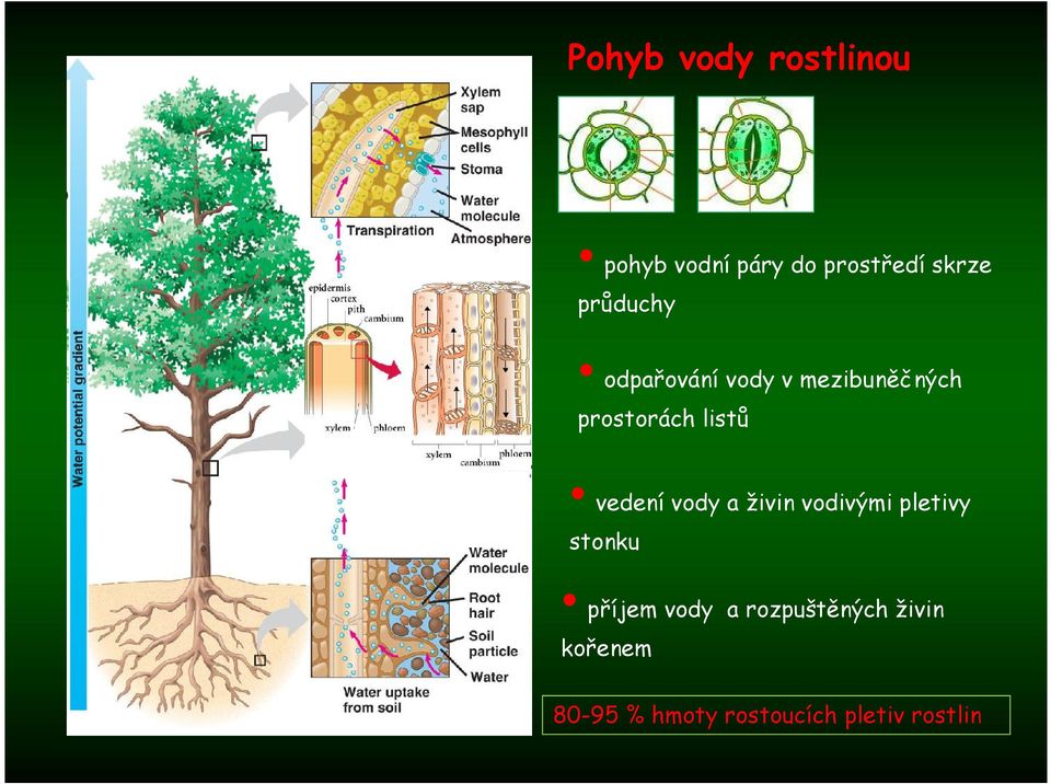 vedení vody a živin vodivými pletivy stonku příjem vody a