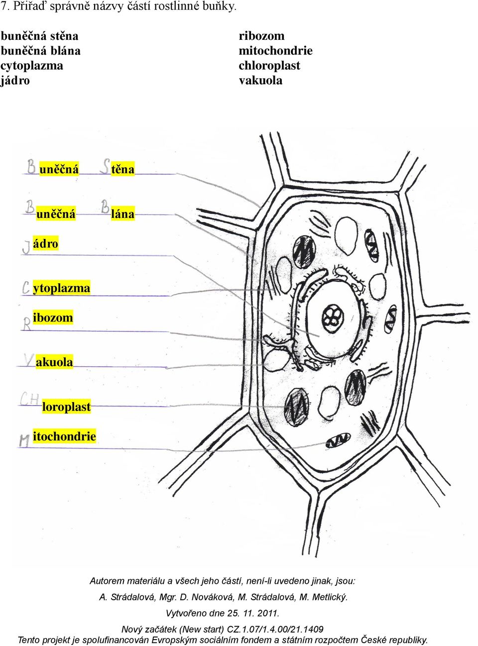 ribozom mitochondrie chloroplast vakuola uněčná