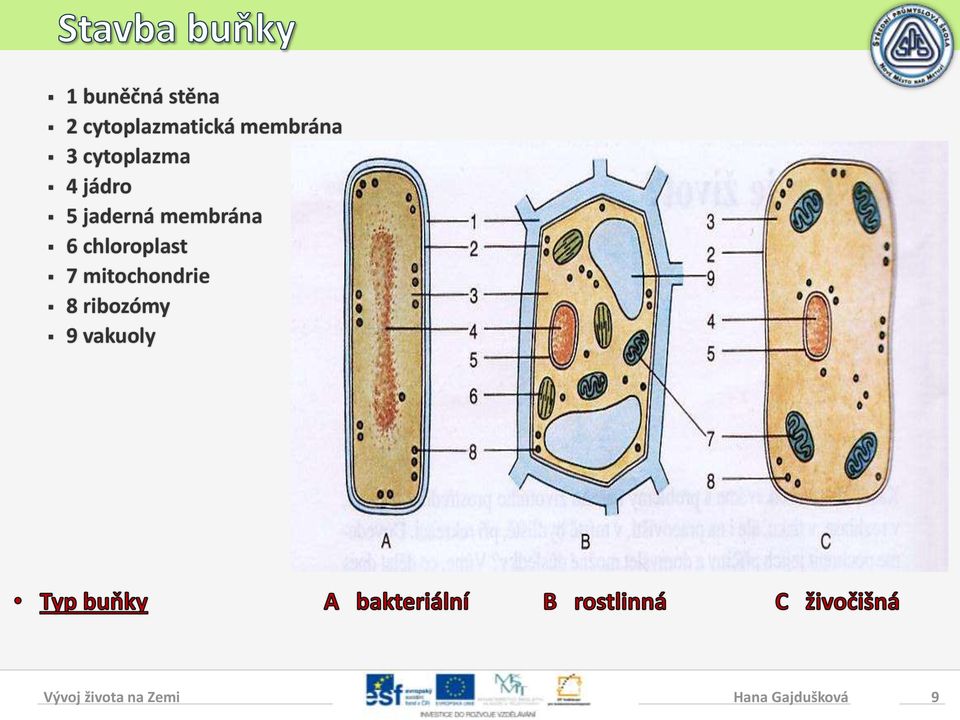 jaderná membrána 6 chloroplast 7