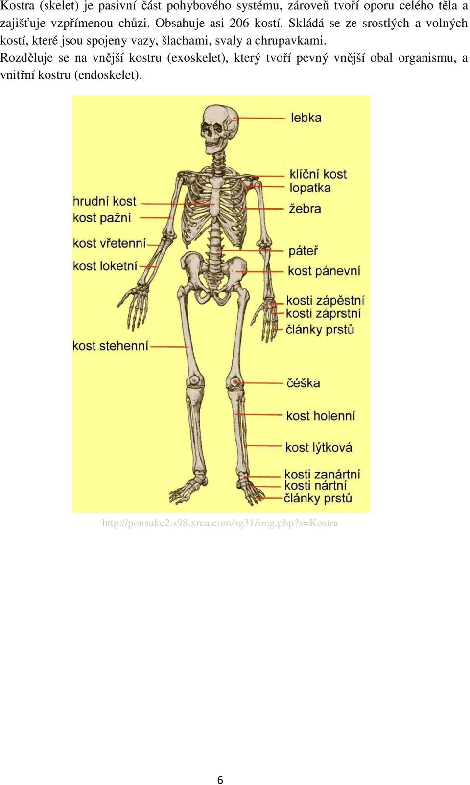 Skládá se ze srostlých a volných kostí, které jsou spojeny vazy, šlachami, svaly a chrupavkami.