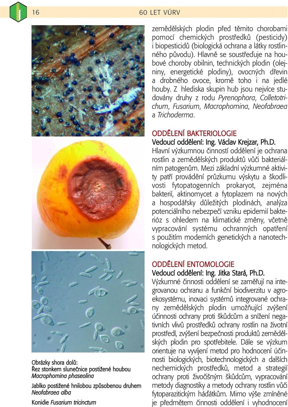 Z hlediska skupin hub jsou nejvíce studovány druhy z rodu Pyrenophora, Colletotrichum, Fusarium, Macrophomina, Neofabraea a Trichoderma. ODDùLENÍ BAKTERIOLOGIE Vedoucí oddûlení: Ing.