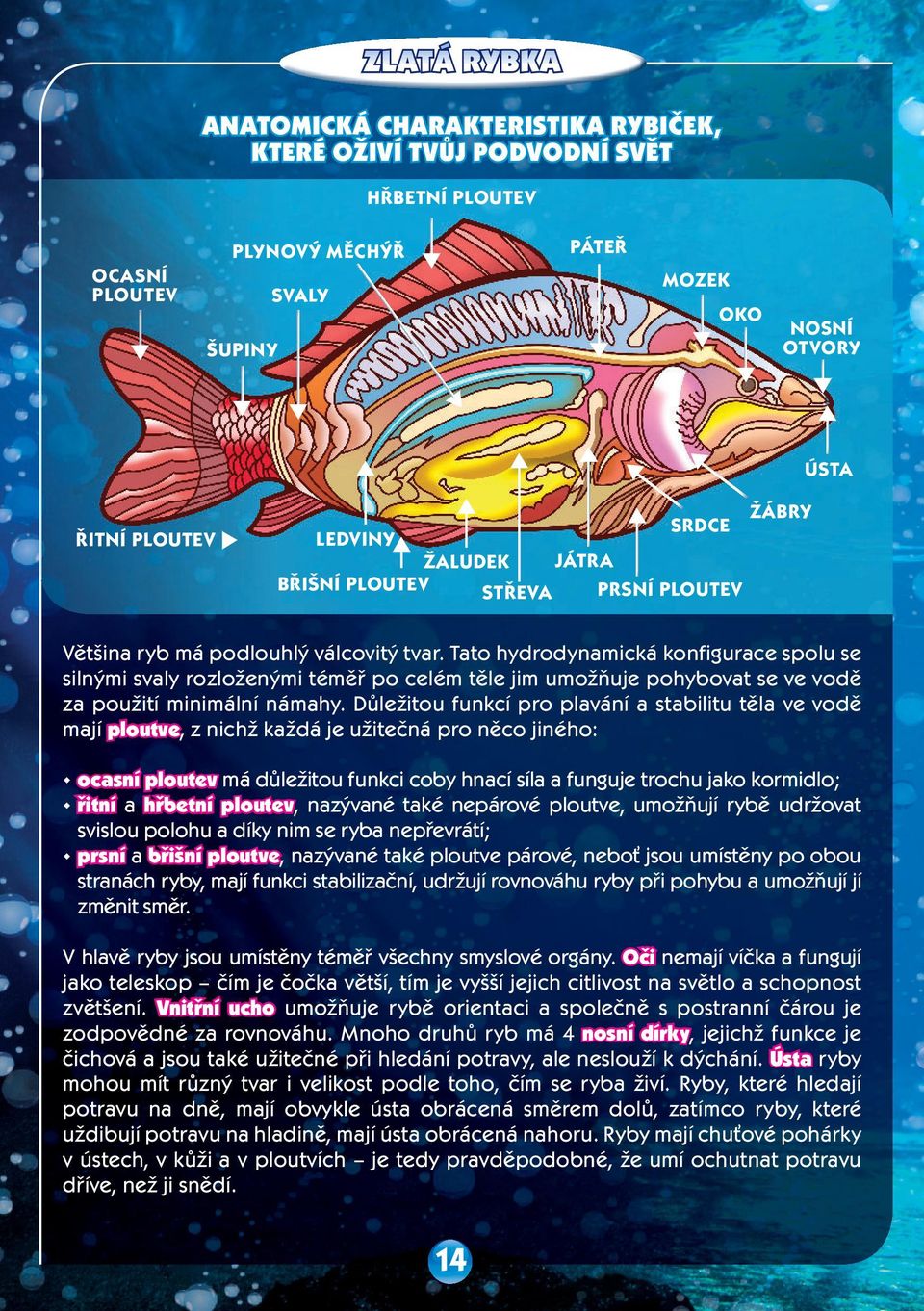 Tato hydrodynamická konfigurace spolu se silnými svaly rozloženými téměř po celém těle jim umožňuje pohybovat se ve vodě za použití minimální námahy.