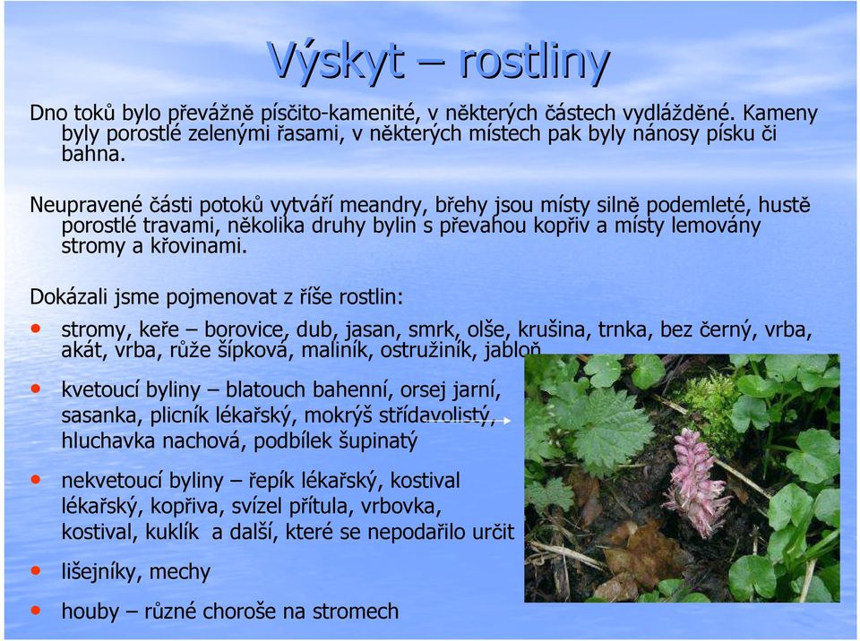 Dokázali jsme pojmenovat zříše rostlin: stromy, keře borovice, dub, jasan, smrk, olše, krušina, trnka, bez černý, vrba, akát, vrba, růže šípková, maliník, ostružiník, jabloň kvetoucí byliny blatouch