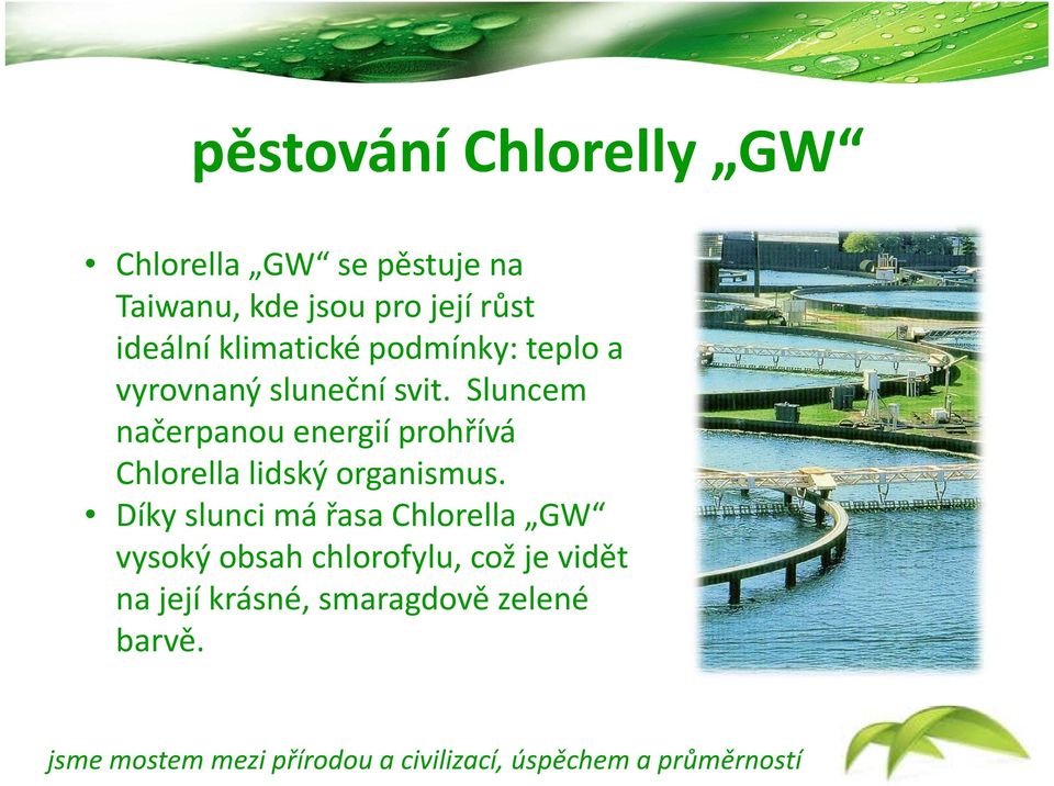 Sluncem načerpanou energií prohřívá Chlorella lidský organismus.