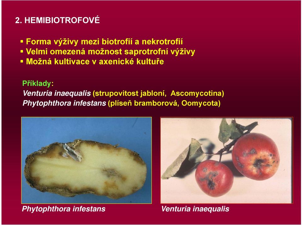 Venturia inaequalis (strupovitost jabloní, Ascomycotina) Phytophthora