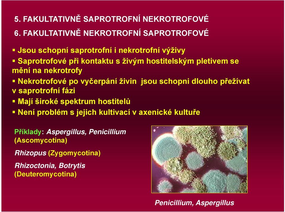 hostitelským pletivem se mění na nekrotrofy Nekrotrofové po vyčerpání živin jsou schopni dlouho přežívat v saprotrofní fázi