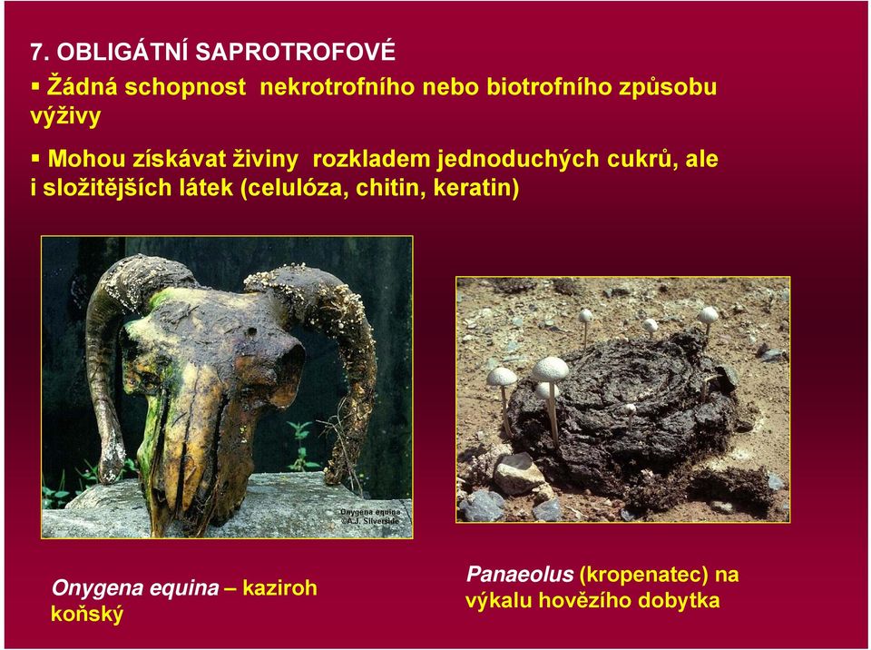 jednoduchých cukrů, ale i složitějších látek (celulóza, chitin,