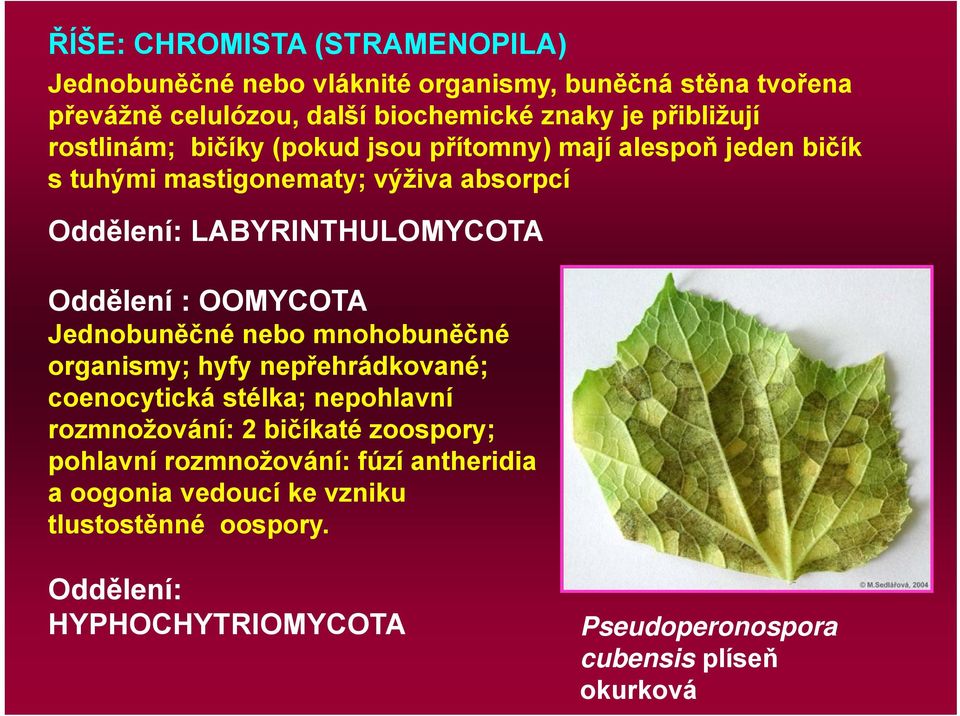 OOMYCOTA Jednobuněčné nebo mnohobuněčné organismy; hyfy nepřehrádkované; coenocytická stélka; nepohlavní rozmnožování: 2 bičíkaté zoospory; pohlavní