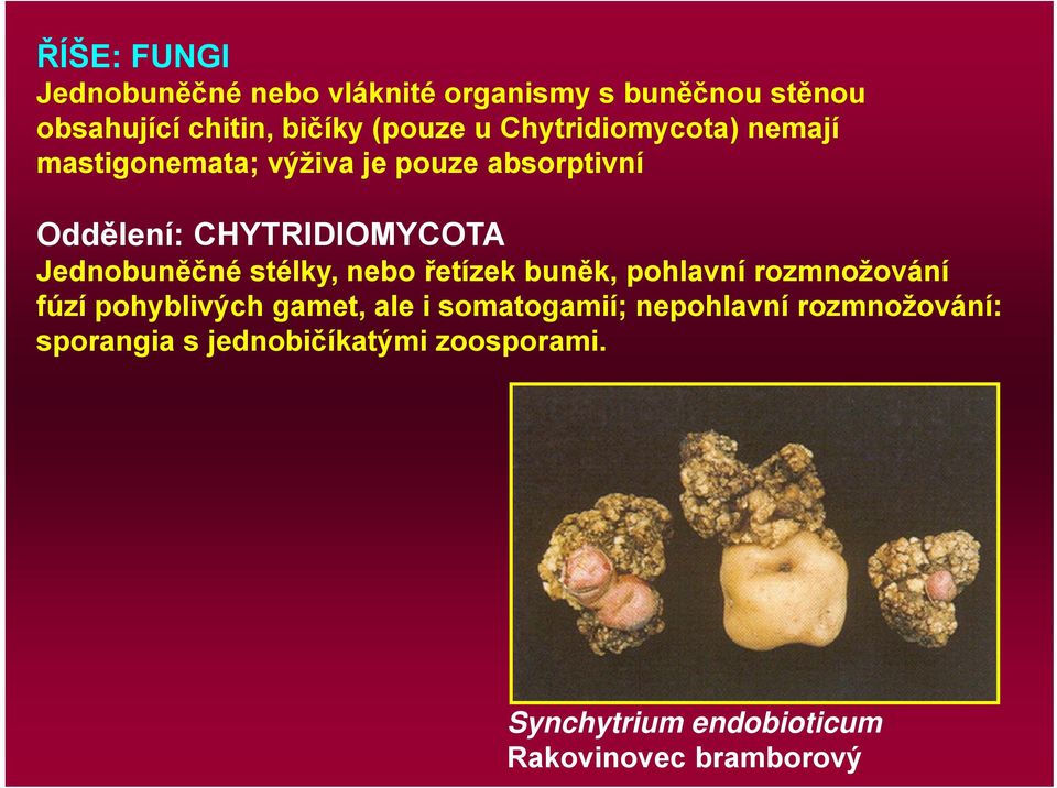 Jednobuněčné stélky, nebo řetízek buněk, pohlavní rozmnožování fúzí pohyblivých gamet, ale i