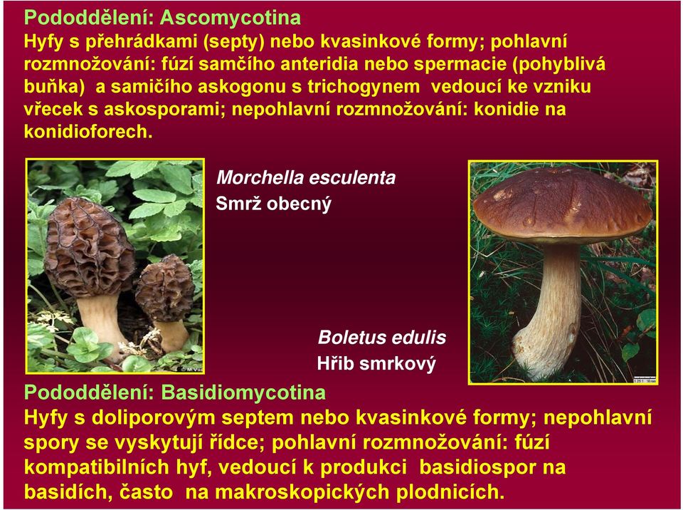 Morchella esculenta Smrž obecný Boletus edulis Hřib smrkový Pododdělení: Basidiomycotina Hyfy s doliporovým septem nebo kvasinkové formy;