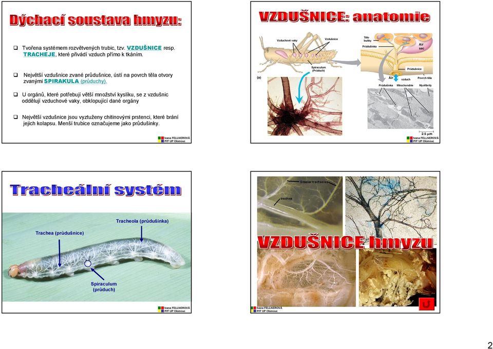 Spiraculum (Průduch) Průdušnice vzduch Povrch těla Průdušinka Mitochondrie Myofibrily U orgánů, které potřebují větší množství kyslíku, se z vzdušnic oddělují