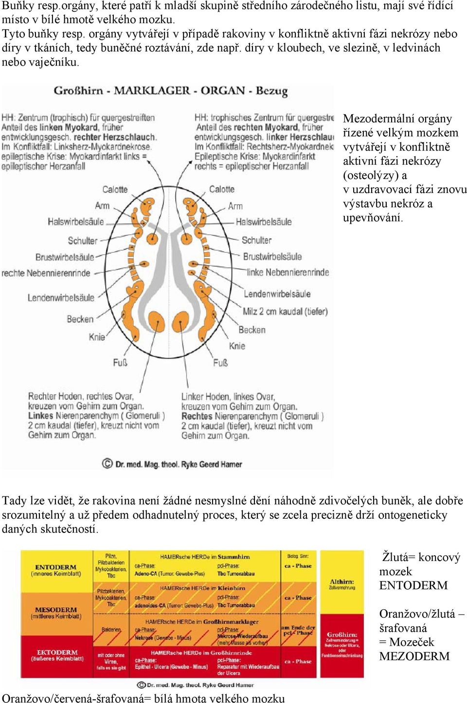 Mezodermální orgány řízené velkým mozkem vytvářejí v konfliktně aktivní fázi nekrózy (osteolýzy) a v uzdravovací fázi znovu výstavbu nekróz a upevňování.