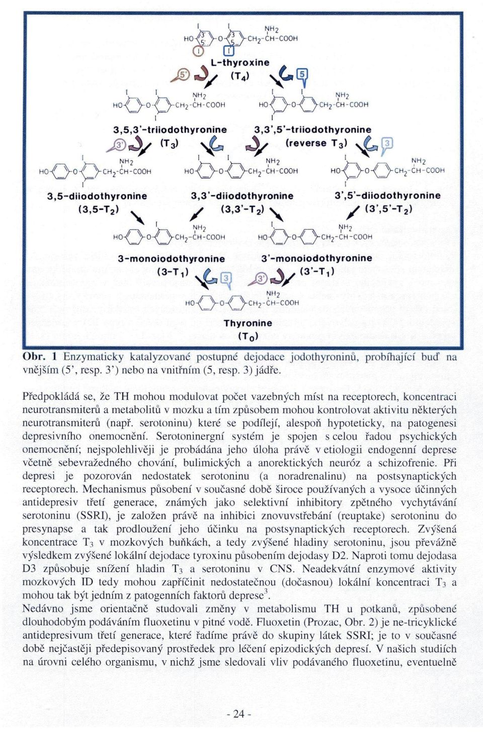 3,3'-diiodothyronine Y (3,3'-T 2 CH?-CH-COOH HO 3',5'-diiodothyronine C H 2 - C H - C O O H V (3,5'-T 2 3-monoiodothyronine 3'-monoiodothyronine H 0 \ / \ / C H 2 " Č H - C 0 0 H Thyronine (T 0 Obr.