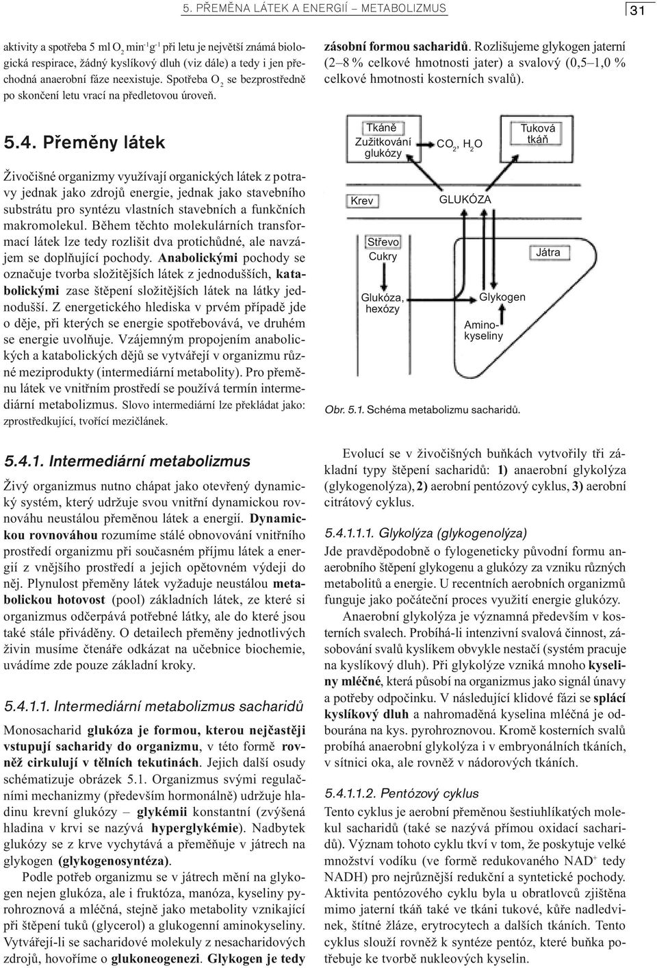 Rozlišujeme glykogen jaterní (2 8 % celkové hmotnosti jater) a svalový (0,5 1,0 % celkové hmotnosti kosterních svalù). 5.4.