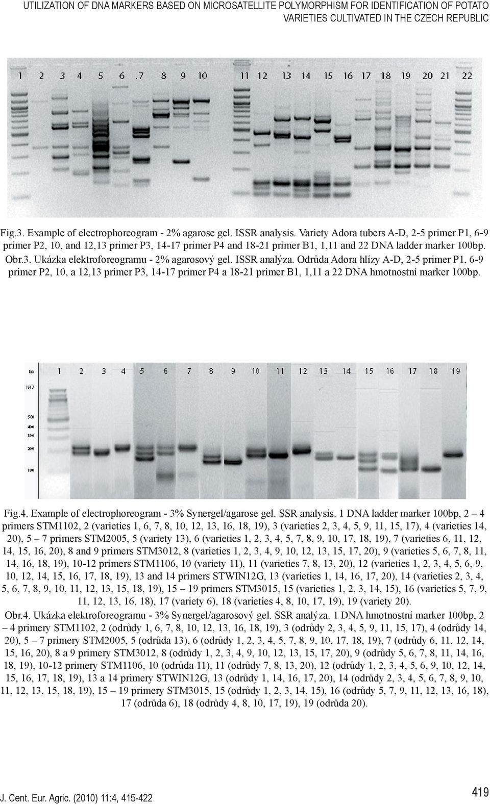 ISSR analýza. Odrůda Adora hlízy A-D, 2-5 primer P1, 6-9 primer P2, 10, a 12,13 primer P3, 14-17 primer P4 a 18-21 primer B1, 1,11 a 22 DNA hmotnostní marker 100bp. Fig.4. Example of electrophoreogram - 3% Synergel/agarose gel.