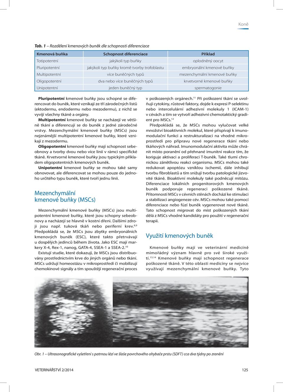 spermatogonie Pluripotentní kmenové buňky jsou schopné se diferencovat do buněk, které vznikají ze tří zárodečných listů (ektodermu, endodermu nebo mezodermu), z nichž se vyvíjí všechny tkáně a