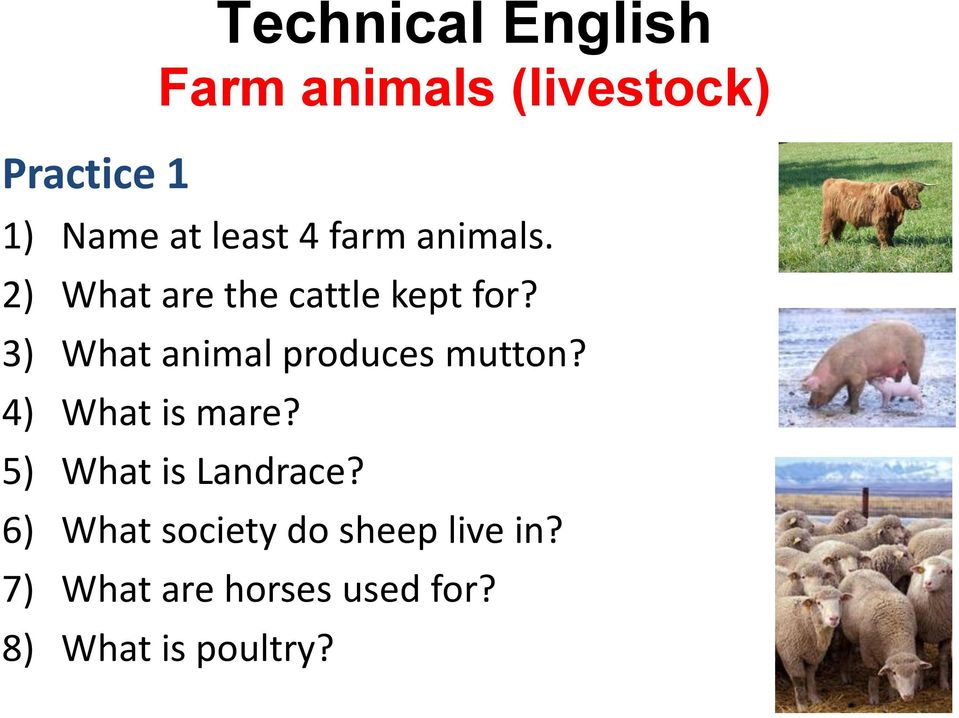 3) What animal produces mutton? 4) What is mare?