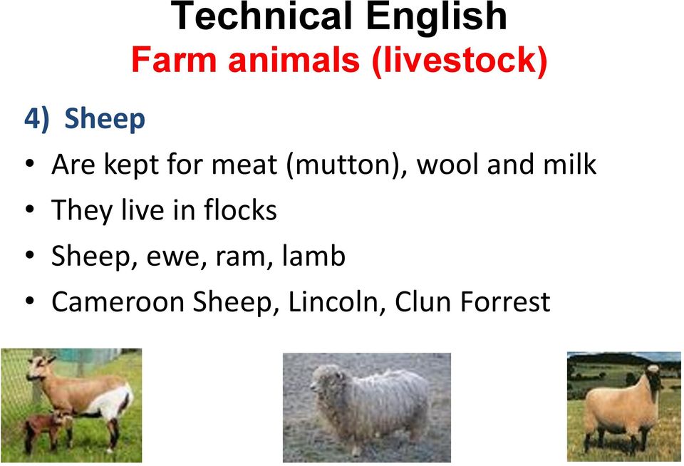 live in flocks Sheep, ewe, ram,