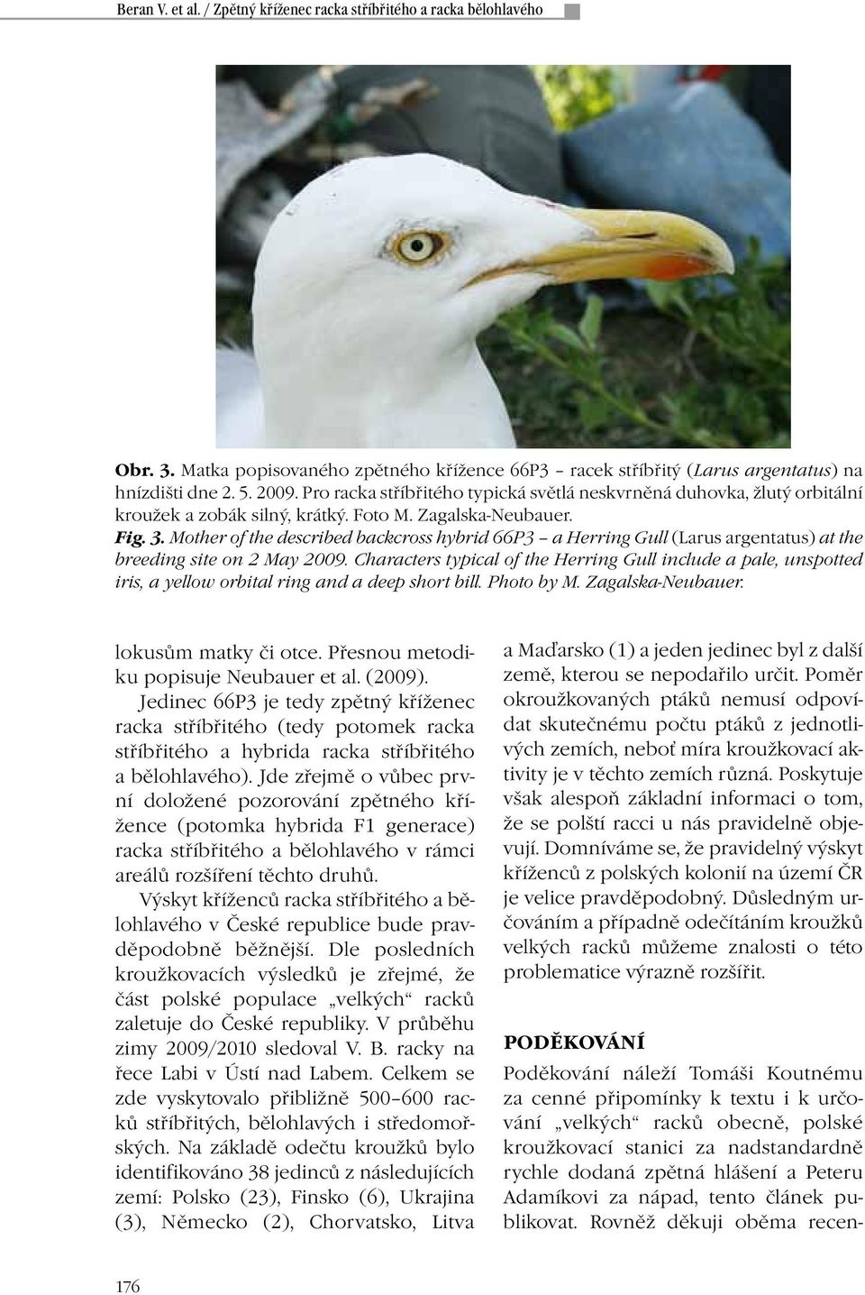 Mother of the described backcross hybrid 66P3 a Herring Gull (Larus argentatus) at the breeding site on 2 May 2009.