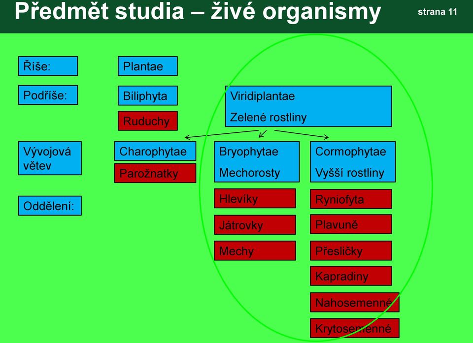 Parožnatky Bryophytae Mechorosty Cormophytae Vyšší rostliny Oddělení: