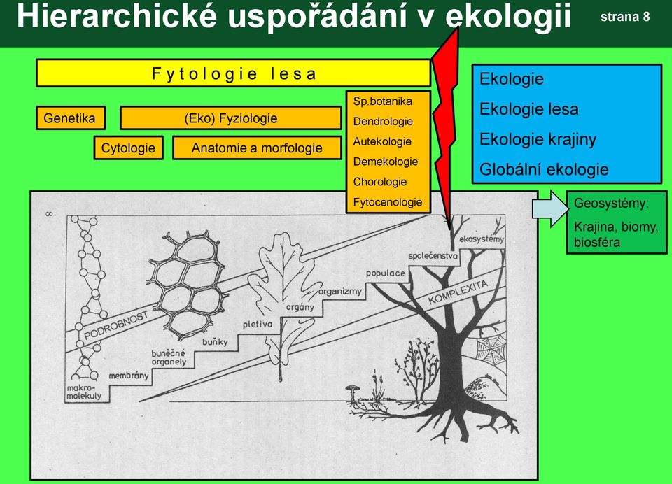 botanika Dendrologie Autekologie Demekologie Chorologie Ekologie lesa