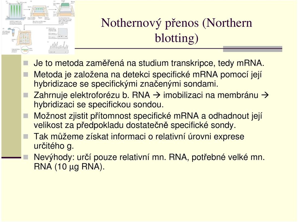 RNA imobilizaci na membránu hybridizaci se specifickou sondou.