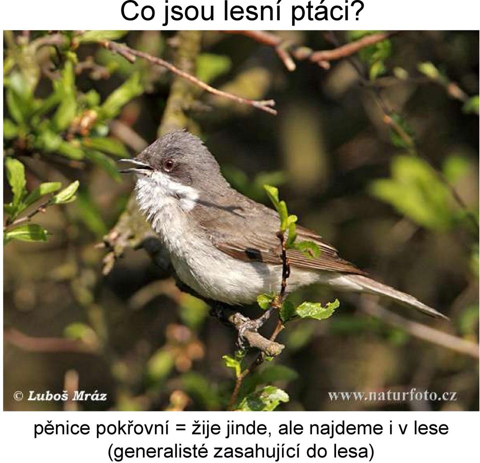 jinde, ale najdeme i v