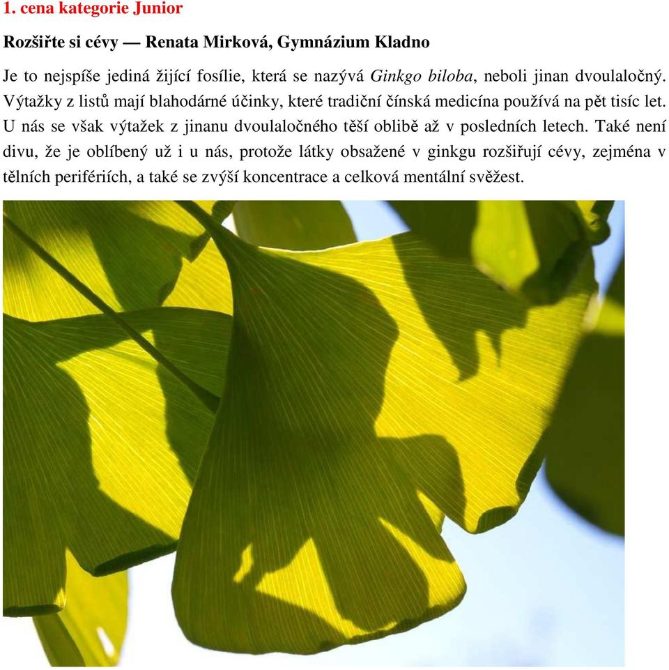 Výtažky z listů mají blahodárné účinky, které tradiční čínská medicína používá na pět tisíc let.