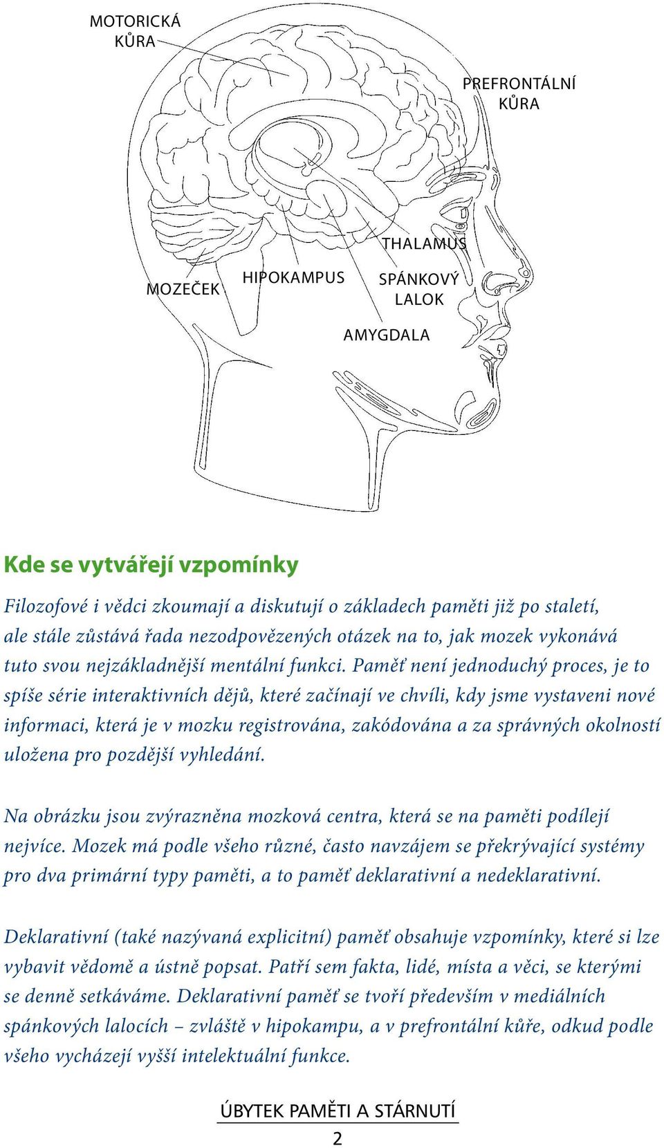 Paměť není jednoduchý proces, je to spíše série interaktivních dějů, které začínají ve chvíli, kdy jsme vystaveni nové informaci, která je v mozku registrována, zakódována a za správných okolností