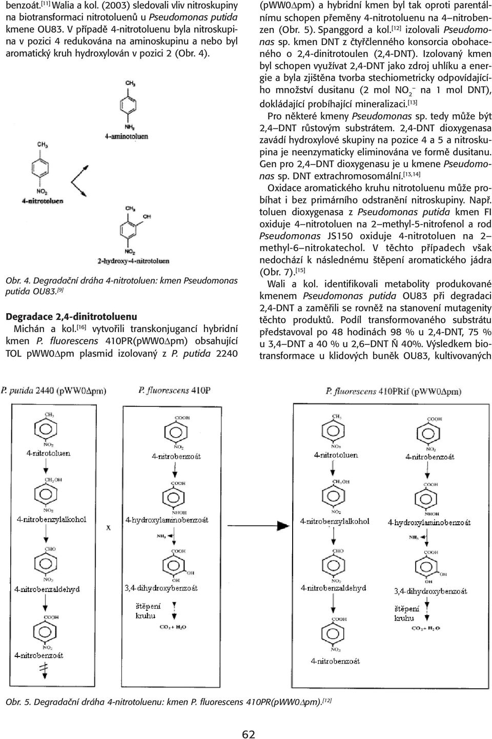 [9] Degradace 2,4-dinitrotoluenu Michán a kol. [16] vytvořili transkonjugancí hybridní kmen P. fluorescens 410PR(pWW0 pm) obsahující TOL pww0 pm plasmid izolovaný z P.